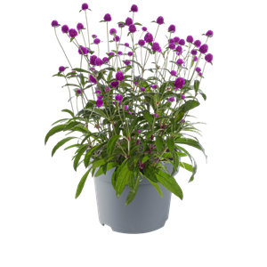 Bild von EJ Gomphreno Ping Pong